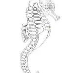 GG20 Hard Plastic Chocolate Mould Seahorse 22x10cm