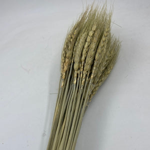 Dry Wheat B