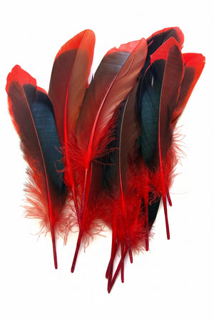12pc Two Tone Red and Black Feathers ±14.5cm