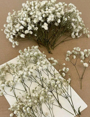 Mini Dry Baby's Breath Flower