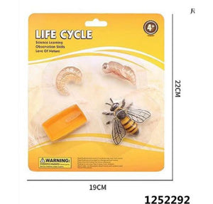 Educational Toy Bee Life Cycle