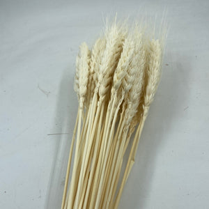Dry Wheat D