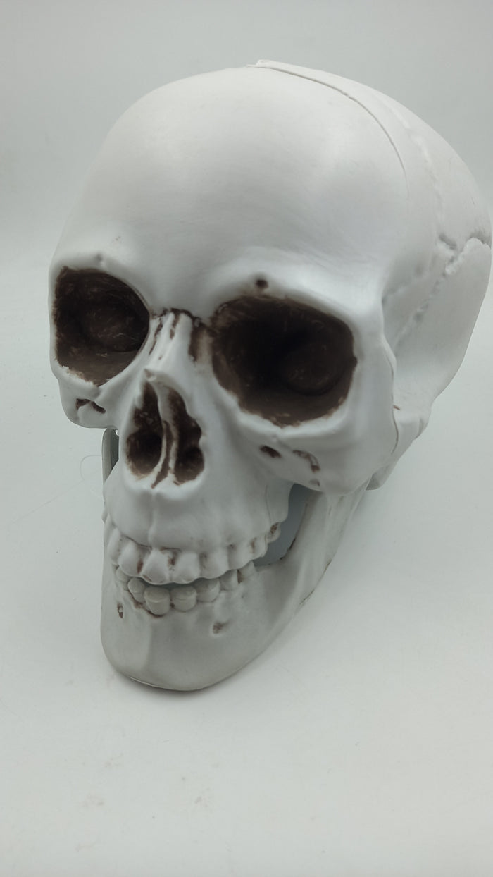 Plastic Skeleton Skull