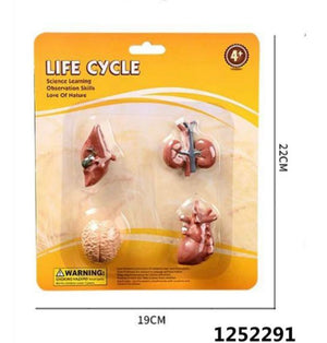 Educational Toy Organs