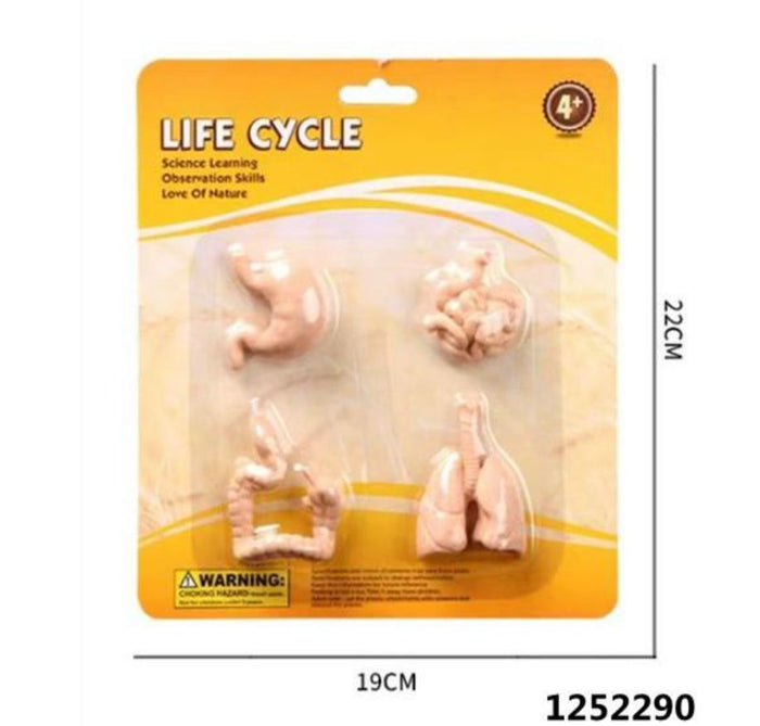 Educational Toy Organs