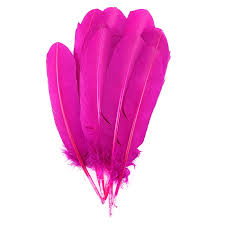 Pink Feathers