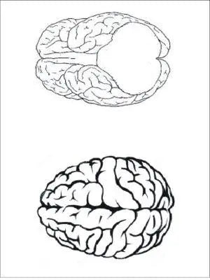 AA118  Hard Plastic Chocolate Mould Brain