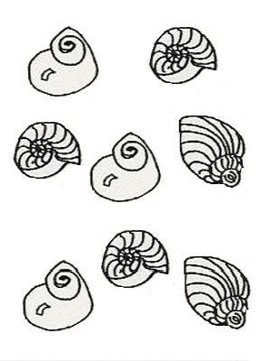 D19 Hard Plastic Chocolate Mould Shells / Spiral Shell 3.1x2.7x0.8cm