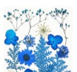 B Resin Art Dry Flowers Blue Daisy