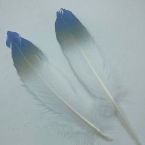 TOT-0842-16  Feathers Blue and Gold Tip