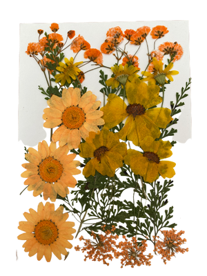 F Resin Art Dry Flowers Orange Daisy