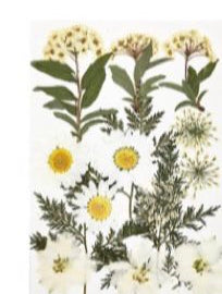 J Resin Art Dry Flowers White Daisy