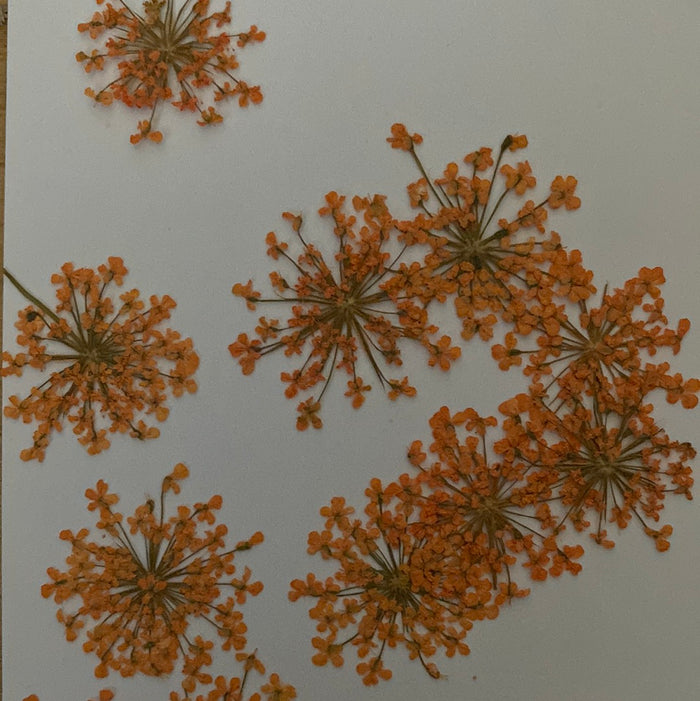 G Resin Art Dry Flowers Orange