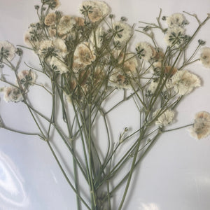 B Resin Art Dry Flowers White