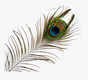 Peacock feather 16.5cm